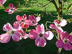 Pink flowering dogwood for sale  Delivered anywhere in UK