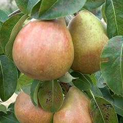Pear tree doyenne for sale  Delivered anywhere in UK