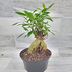 Fockea edulis bonsai for sale  Delivered anywhere in USA 