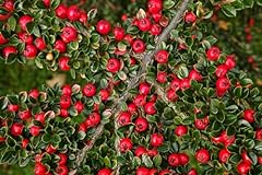 Wall cotoneaster seeds for sale  Delivered anywhere in USA 