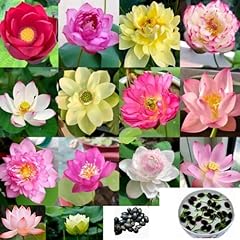 50pcs bowl lotus for sale  Delivered anywhere in UK