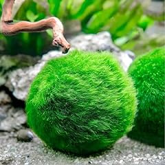 Marimo alga palla usato  Spedito ovunque in Italia 