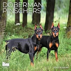 2026 doberman pinschers for sale  Delivered anywhere in USA 