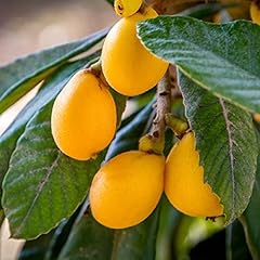 Loquat tree sweet for sale  Delivered anywhere in USA 