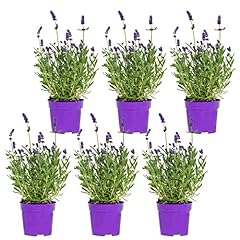 Lavandula angustifolia ardèch d'occasion  Livré partout en France