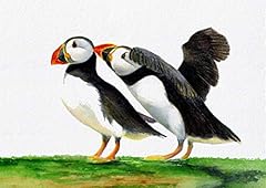 Puffin birds watercolour for sale  Delivered anywhere in UK