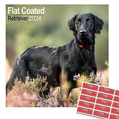 Flat coated retriever for sale  Delivered anywhere in UK