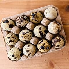 Jumbo coturnix quail for sale  Delivered anywhere in USA 