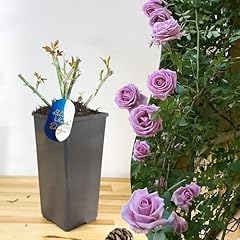 Mature plant indigoletta for sale  Delivered anywhere in UK