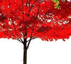 American red maple for sale  Delivered anywhere in USA 