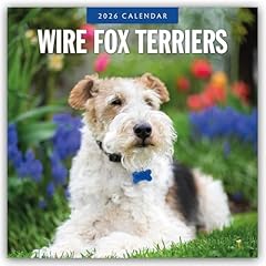 Wire fox terriers gebraucht kaufen  Wird an jeden Ort in Deutschland