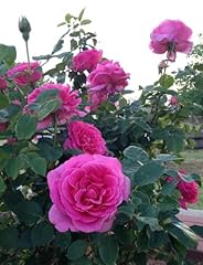 Potted litre hybrid for sale  Delivered anywhere in UK