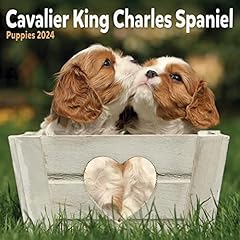 Cavalier king charles for sale  Delivered anywhere in UK