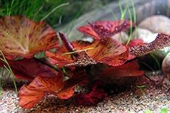 Biotope aquatics ltd for sale  Delivered anywhere in UK