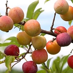 Toka plum tree for sale  Delivered anywhere in USA 