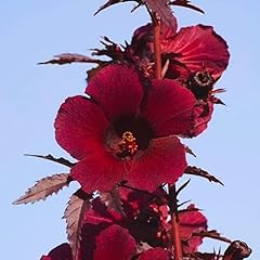 Cranberry hibiscus plants for sale  Delivered anywhere in USA 