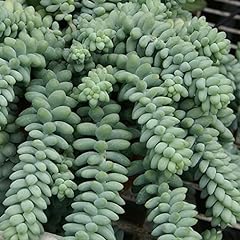 Burro tail succulent for sale  Delivered anywhere in USA 