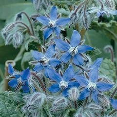 Borage herb seeds for sale  Delivered anywhere in UK