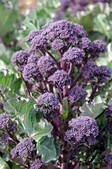Purple sprouting broccoli for sale  Delivered anywhere in UK