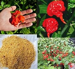 100pcs carolina reaper for sale  Delivered anywhere in USA 