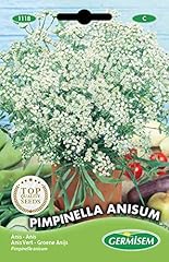 Germisem pimpinella anisum usato  Spedito ovunque in Italia 