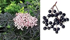 Elderflower black frills for sale  Delivered anywhere in UK