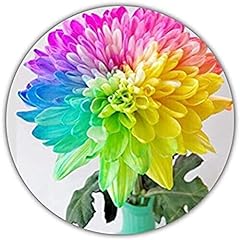 Crisantemo arcobaleno - 50 semi - colore meraviglioso - ideale come regalo, usato usato  Spedito ovunque in Italia 
