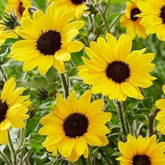 Sunflower garden annual for sale  Delivered anywhere in UK