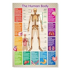 Laminated human body for sale  Delivered anywhere in UK