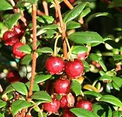Chilean guava myrtus for sale  Delivered anywhere in Ireland