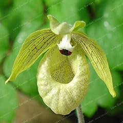 Cypripedium balcone fiori for sale  Delivered anywhere in UK