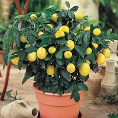 Meyer dwarf lemon for sale  Delivered anywhere in USA 