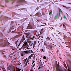 Laceleaf japanese maple for sale  Delivered anywhere in USA 
