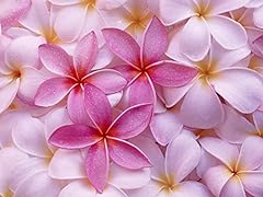 Hawaiian rare plumeria for sale  Delivered anywhere in USA 