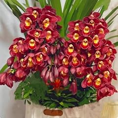 Premium cymbidium orchid for sale  Delivered anywhere in UK