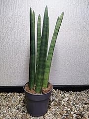 Zimmerpflanzen sansevieria cyl gebraucht kaufen  Wird an jeden Ort in Deutschland