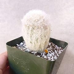 Succulents box unique for sale  Delivered anywhere in USA 