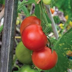 Gardeners kitchen tomato for sale  Delivered anywhere in UK