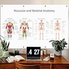 Zocozy muscular skeletal for sale  Delivered anywhere in USA 