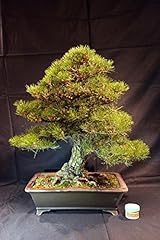Pino thumbergii, Pinus thumbergii 70 cm, bonsai giapponese usato  Spedito ovunque in Italia 
