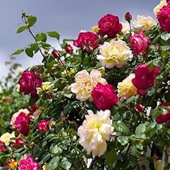 Carbeth plants rose for sale  Delivered anywhere in UK