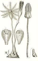 Jurassic crinoids poster for sale  Delivered anywhere in USA 