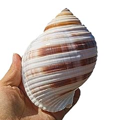 Coyouco conchiglie grandi usato  Spedito ovunque in Italia 