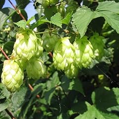 Hopfen set humulus gebraucht kaufen  Wird an jeden Ort in Deutschland