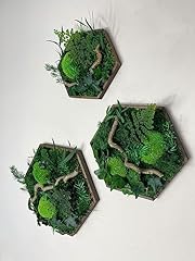 Moosbild hexagon efeuwald gebraucht kaufen  Wird an jeden Ort in Deutschland