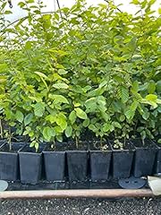 Carpinus betulus hainbuche gebraucht kaufen  Wird an jeden Ort in Deutschland