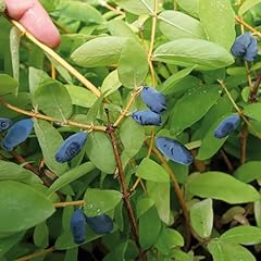 Yougarden honeyberry altaj for sale  Delivered anywhere in UK