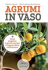 Agrumi vaso usato  Spedito ovunque in Italia 