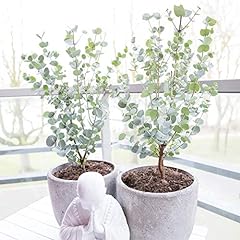 Eucalyptus easy grow for sale  Delivered anywhere in UK