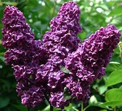 Spectacular flowering lilac for sale  Delivered anywhere in USA 